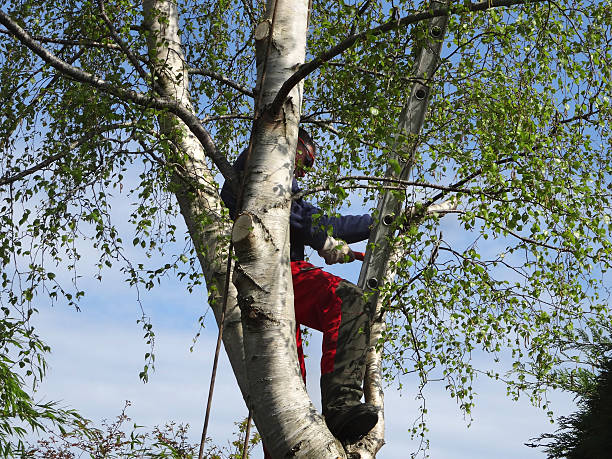 Best Emergency Tree Removal  in Roanoke, VA